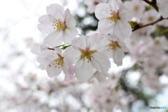 朝露より