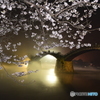 桜と橋