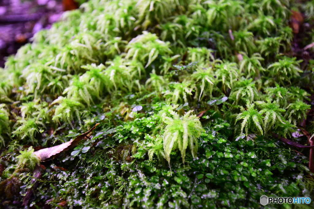 moss -苔-