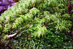 moss -苔-