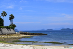 夏に魅せられて