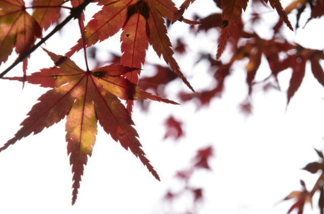 紅緑
