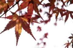 紅緑