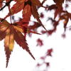 紅緑