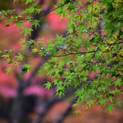 紅葉谷