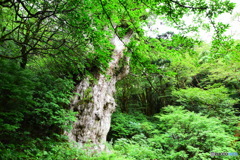 何千年も前からそこにいる