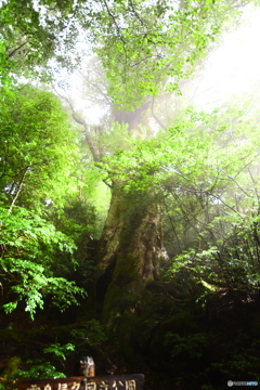 朝霧の大樹