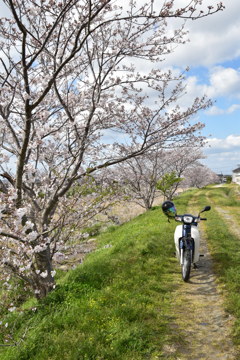 カブ桜