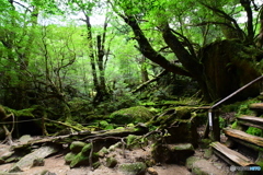 　ー苔の世界ー