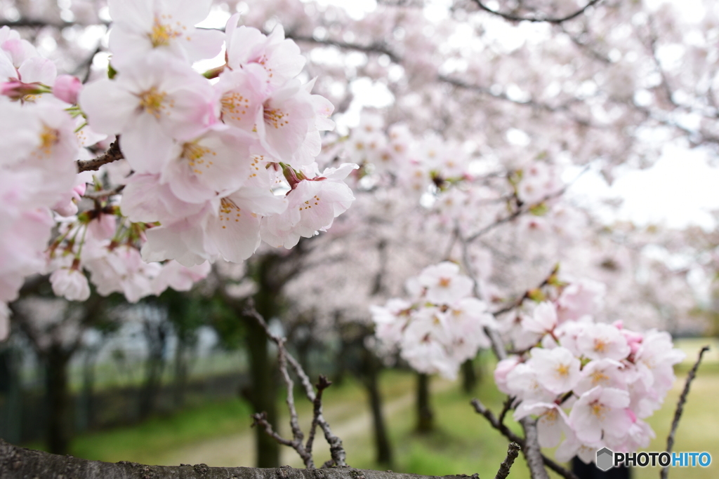 花心