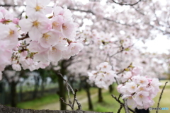 花心
