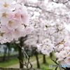 花心