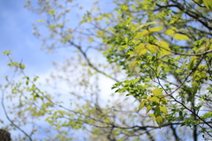新緑の青空