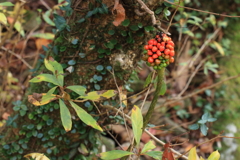 変な植物