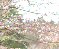 桜1