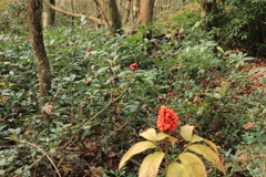 小さな森