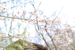 桜2