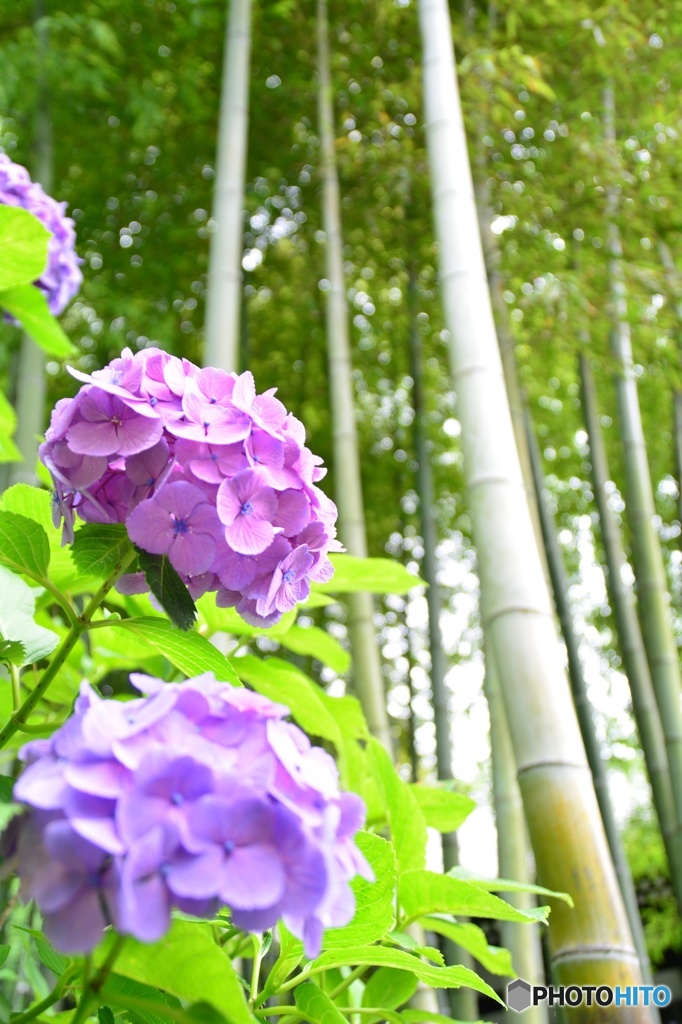 神奈川  鎌倉