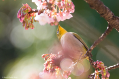 さきどりの甘い蜜。