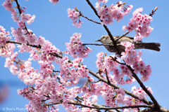 ヒヨドリと桜。