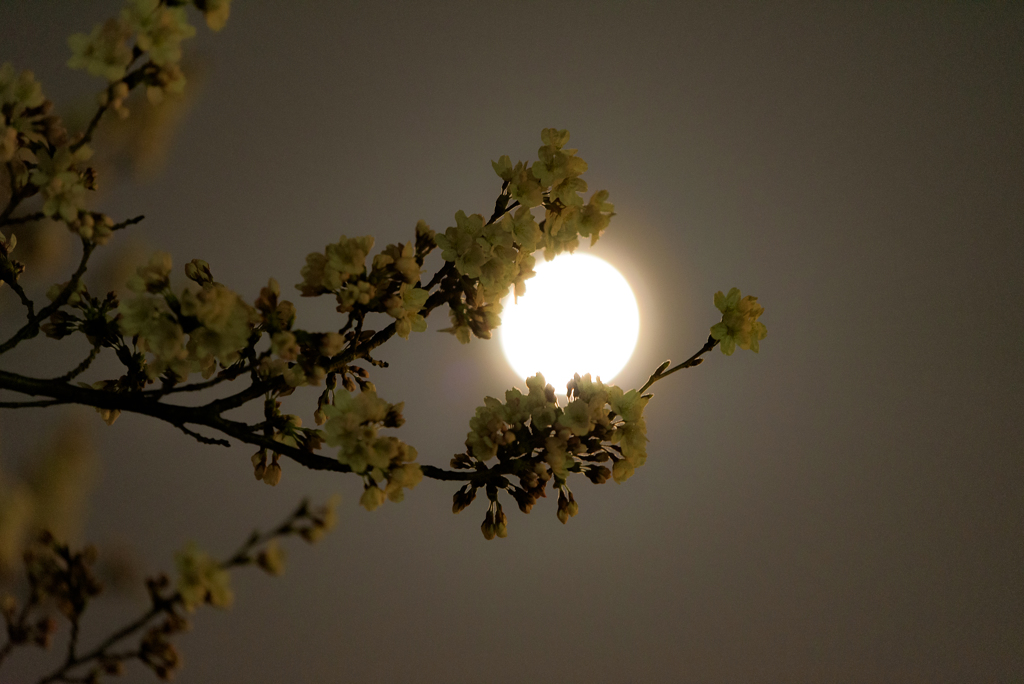 夜桜