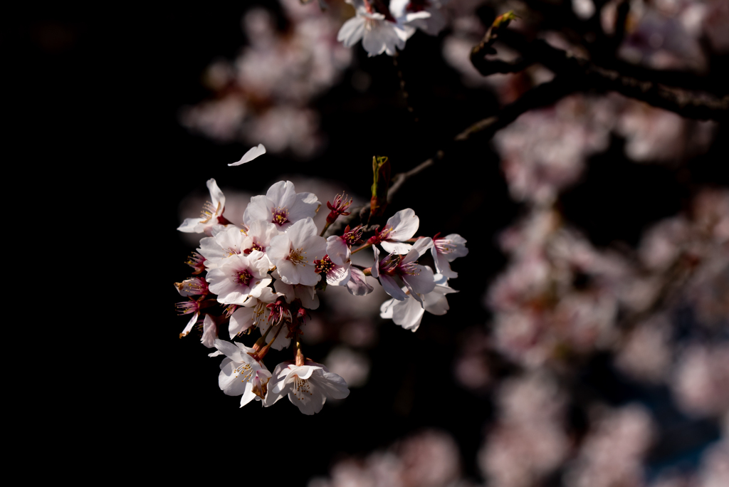 花びら