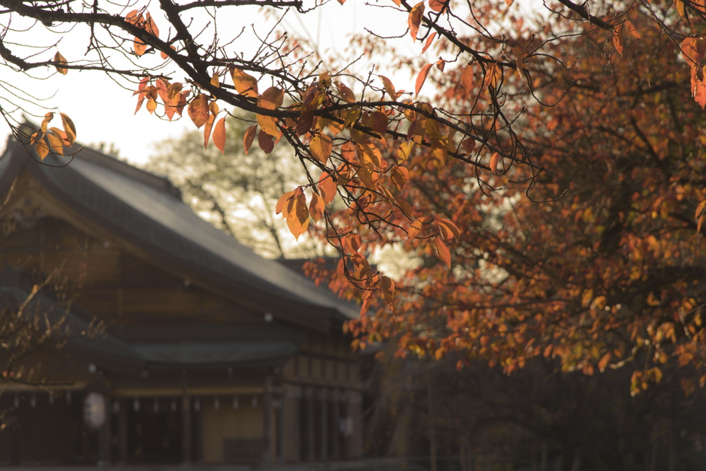 秋の護国神社