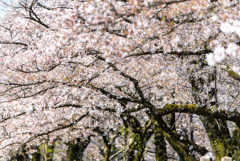 春を惜しむ散りゆく桜