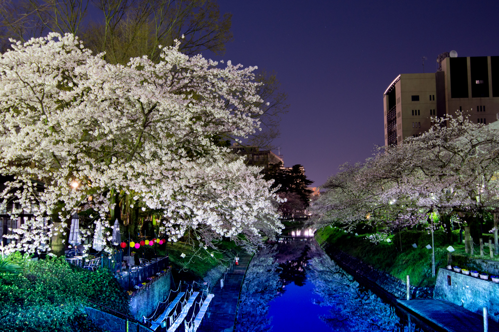 松川夜桜