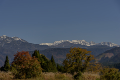 冠雪の立山と紅葉