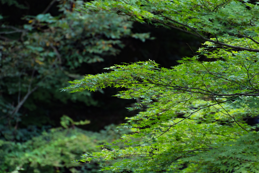 こおろぎ橋2