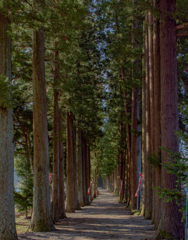 立山寺　栂並木