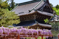 春散歩   瑞泉寺の藤棚