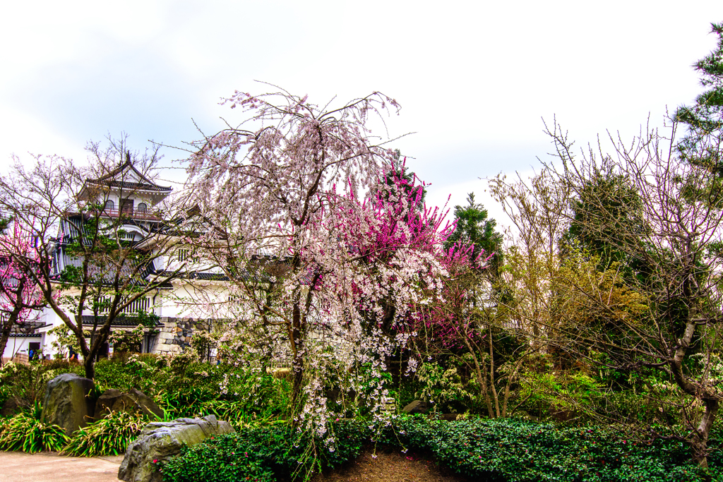 枝垂桜　春の富山城
