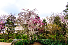 枝垂桜　春の富山城