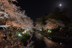 松川の桜