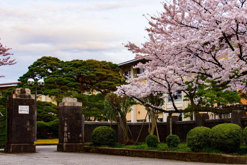 伝統高校の桜と校門