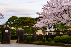伝統高校の桜と校門