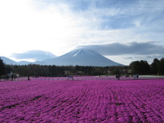 富士芝さくら祭り