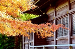 杉原神社　紅葉