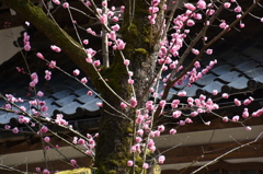永平寺中庭
