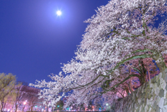 古城の夜桜