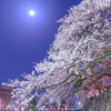 古城の夜桜