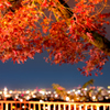 モミジと夜景