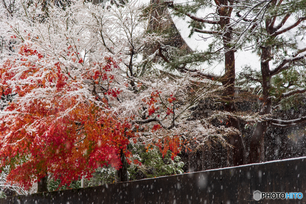 初雪