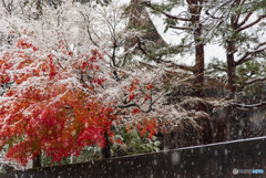 初雪