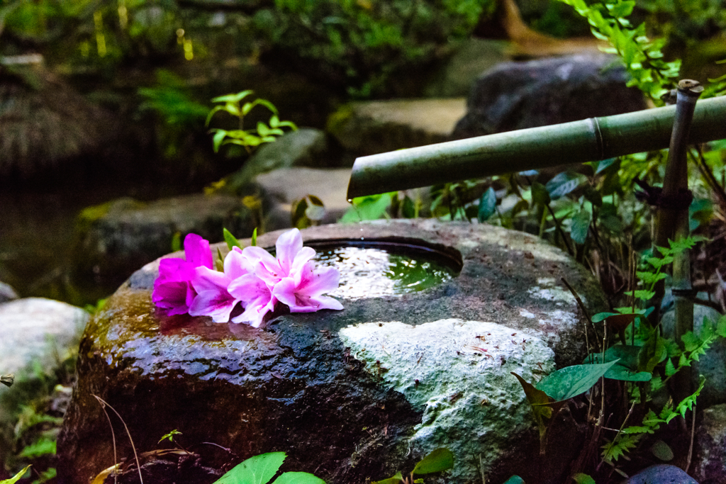 春散歩　春の生花