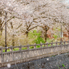 桜吹雪