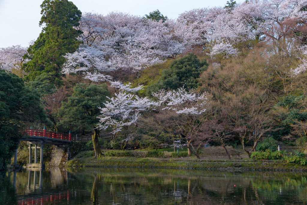 高岡古城公園の桜