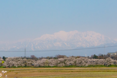 桜と立山